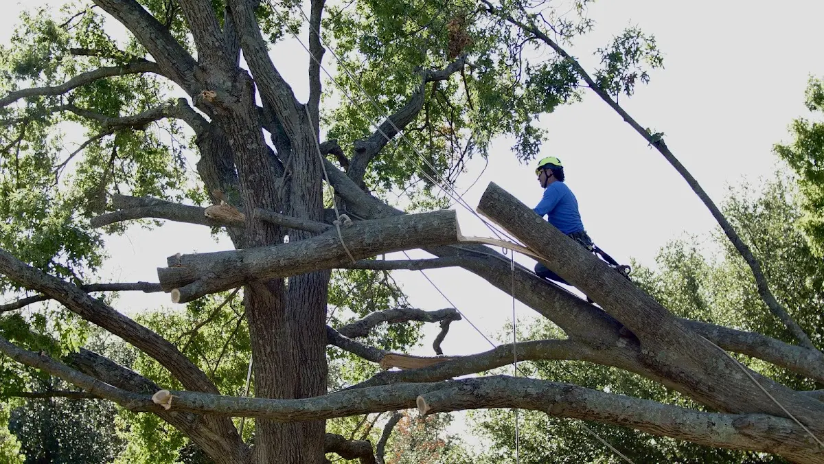 Professional Crown Thinning performed by certified arborists in Hewett