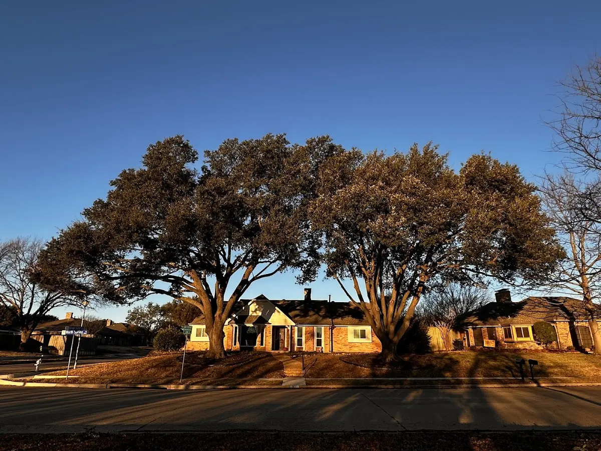 Established residential canopy tree shading a home in Hewett
